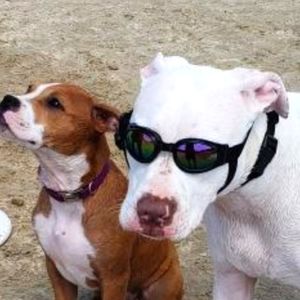 Meet your Posher, Posh